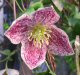 Clematis freckles